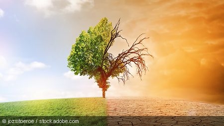 A tree in climate change